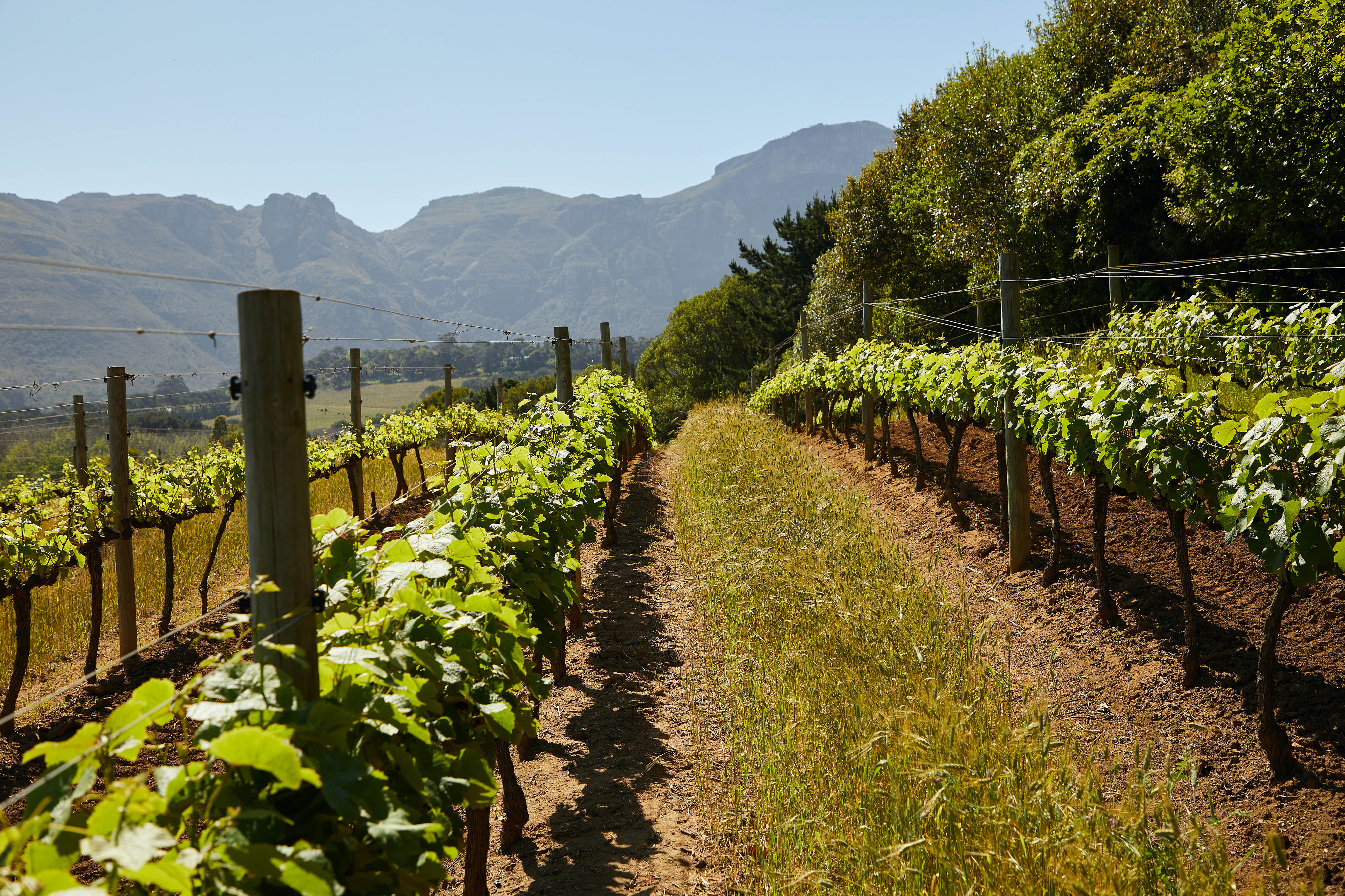 Terroir: Van de bodem naar de druif